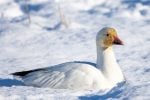 Snow Goose