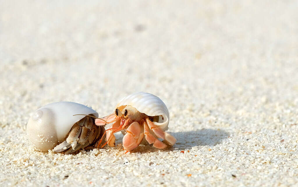 Hermit crabs in the Maldives