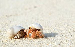 Hermit Crab Prices in 2024: Initial Purchase Cost + Ongoing Maintenance Picture
