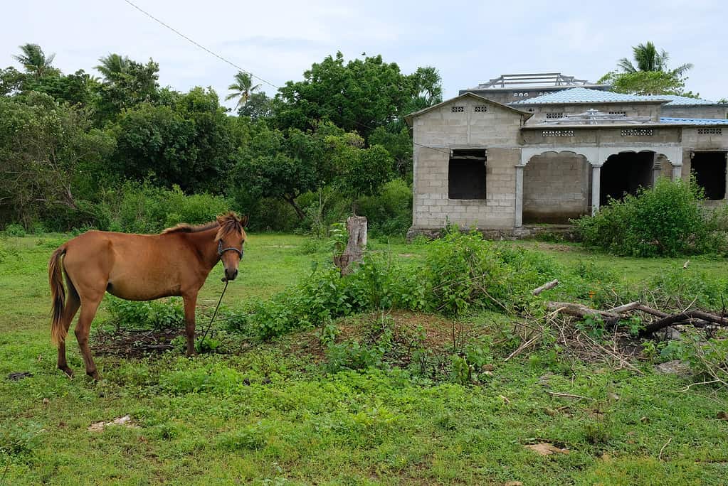 Horse grazing on lush grass in front of house in the village. Portrait of local horse in Timor Leste.