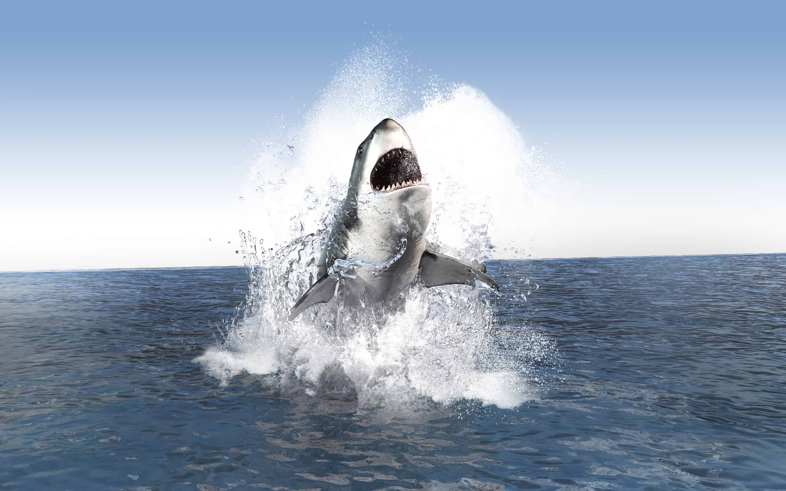 Great White Shark (Carcharodon carcharias) breaching in an attack. Hunting of a Great White Shark