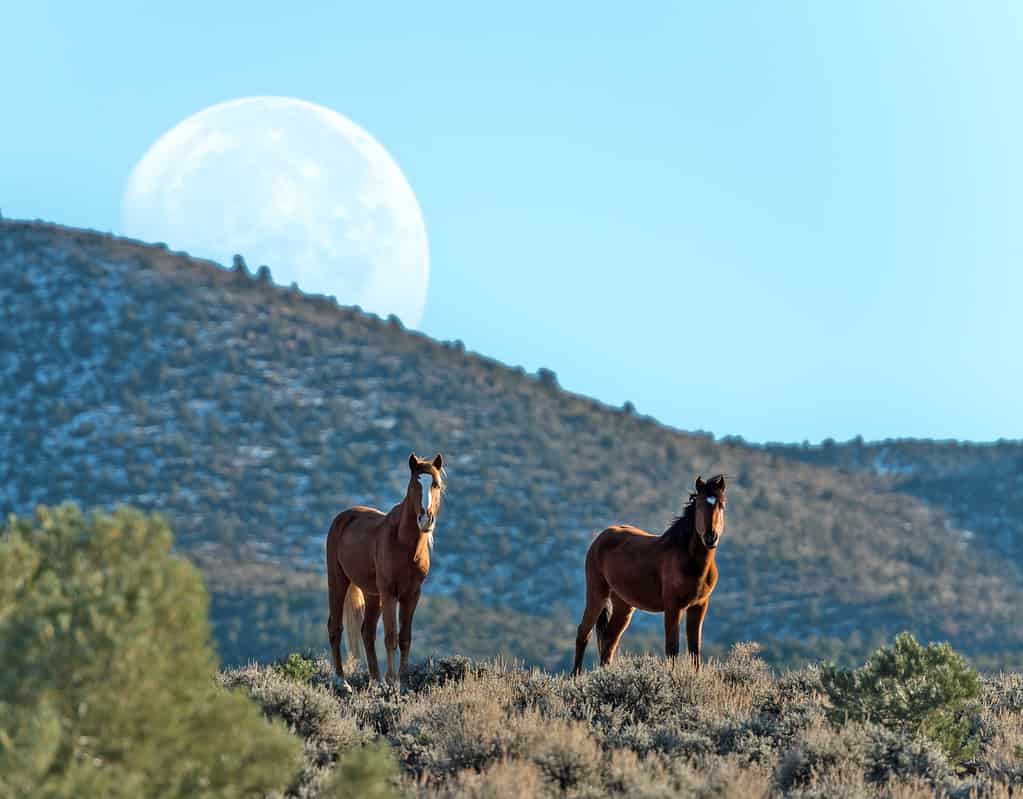 Wild horses at Moonrise