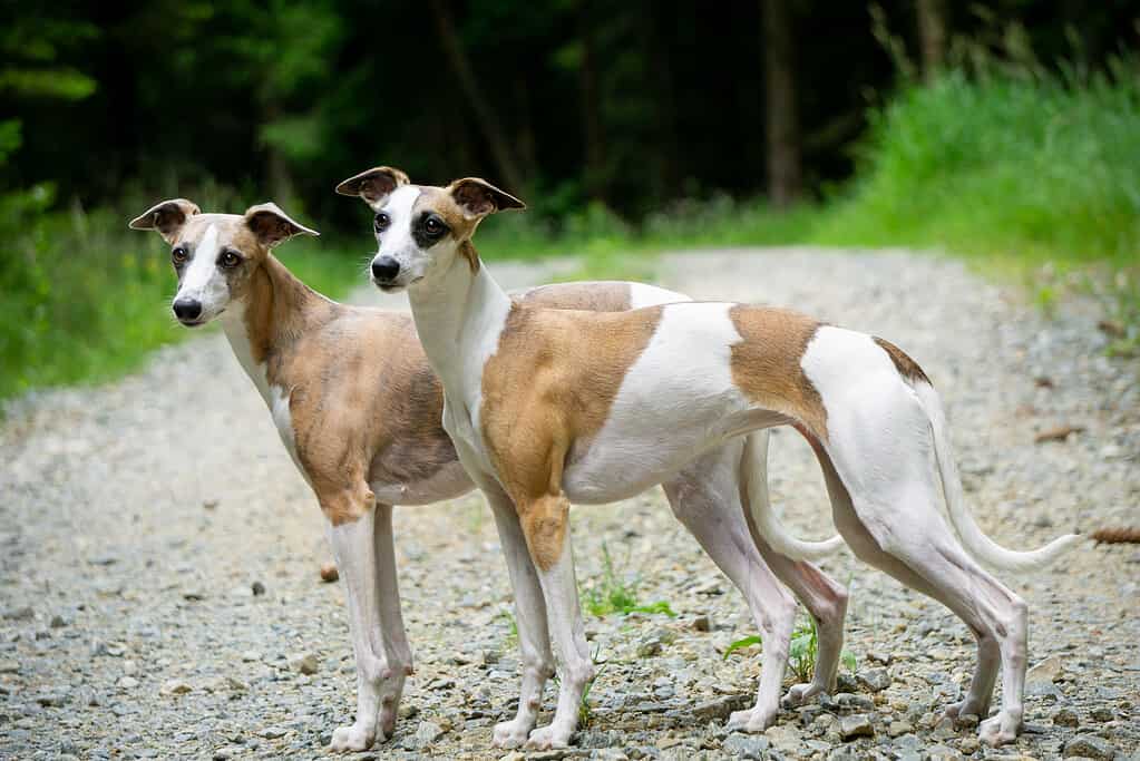 Two whippets standing still