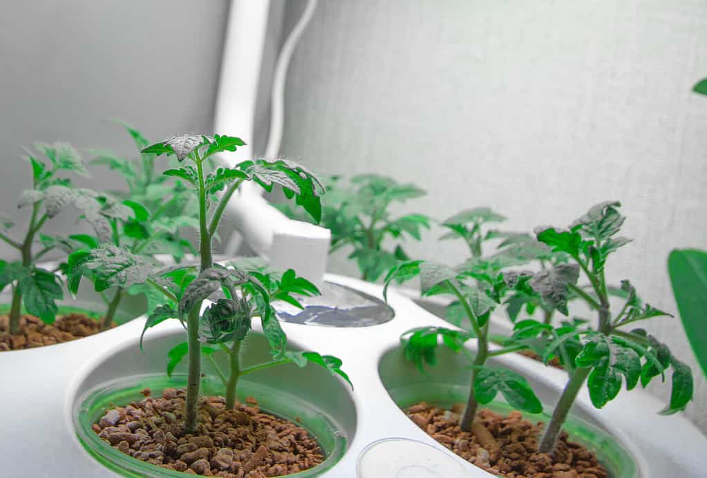 Growing tomatoes indoors. Aeroponic hydroponic installation for growing plants. Tomatoes indoors. Seedlings with automatic watering and illumination