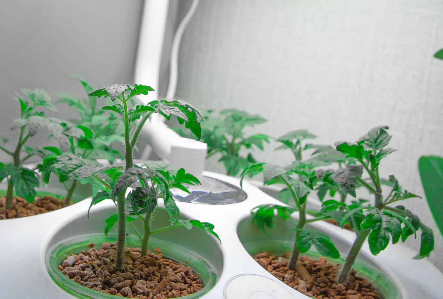 How to Grow a Hydroponic Herb Garden: A Complete Guide - A-Z Animals