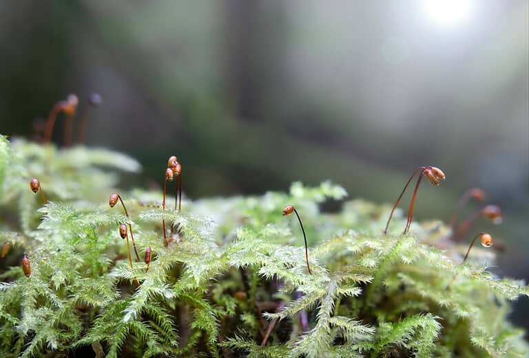 Macro of moos on forest ground with sunrays.