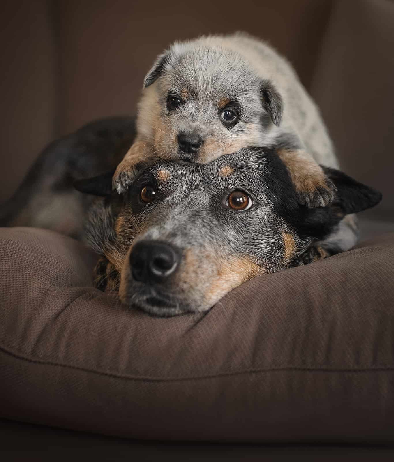 What Kind of Dog Is Bluey? Breed Information, Pictures, and Facts AZ