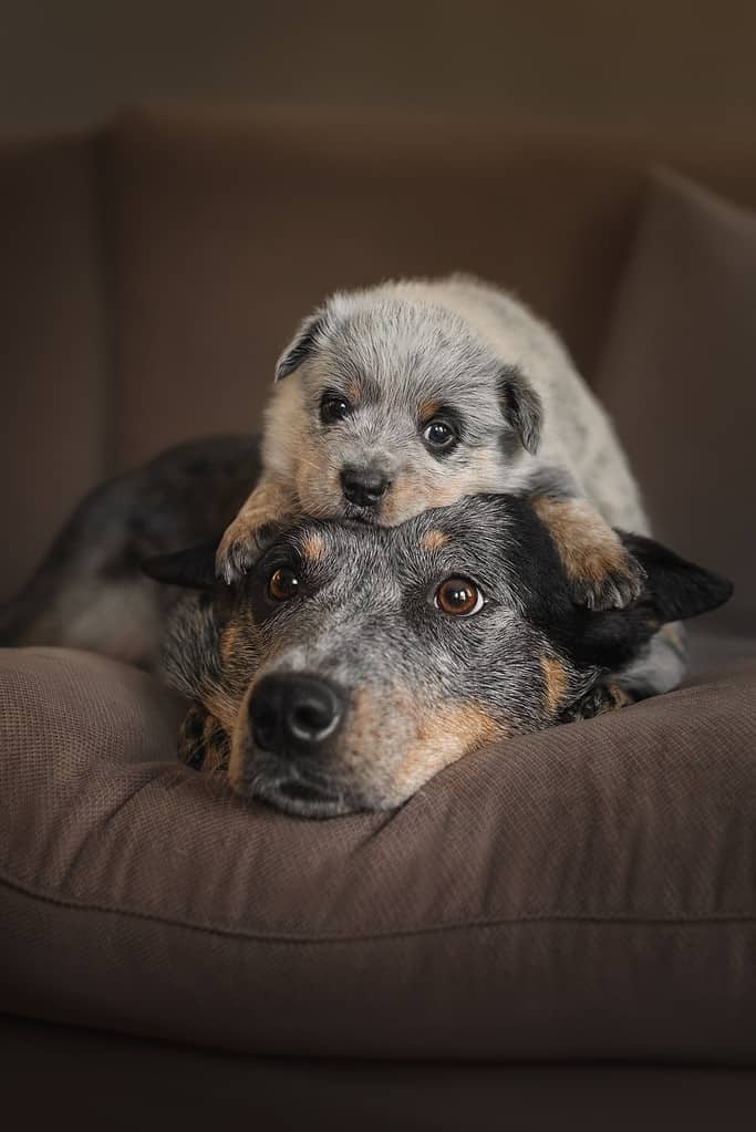 Mother heeler dog with little puppy
