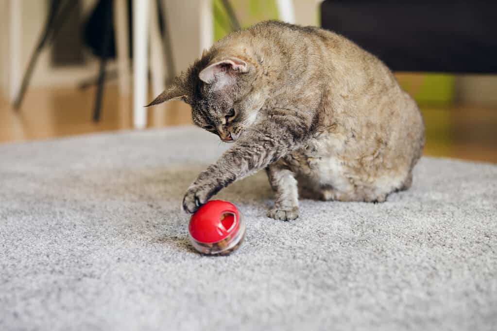 Fat tabby cat is sitting on the carpet at home and is playing with slow food toy -