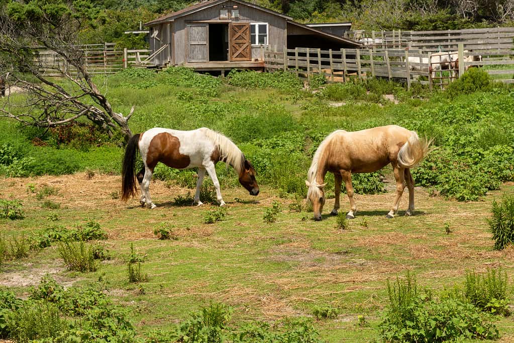 Wild ponies on Ocracoke Island
