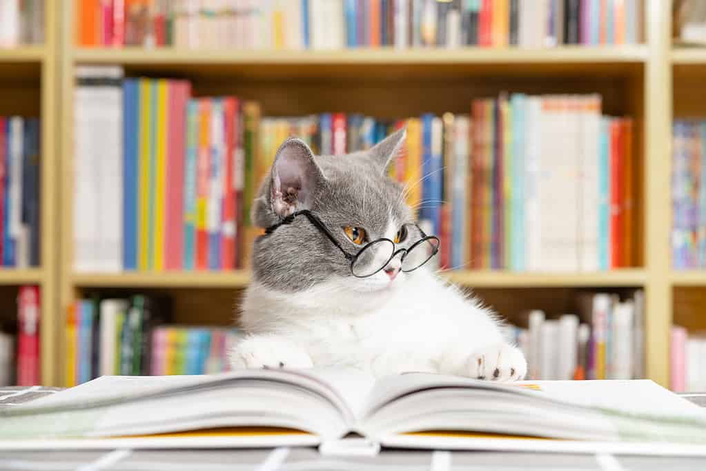 People who own cats will tell you that cats are very smart.