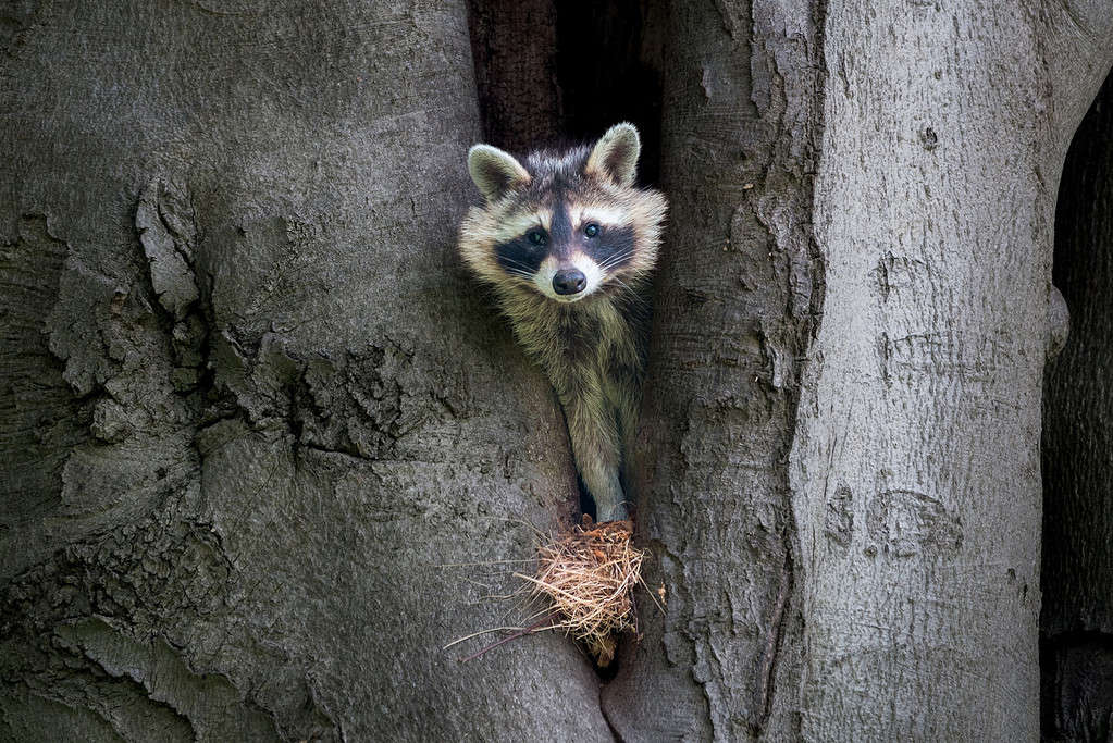 A raccoon looks out of his tree den