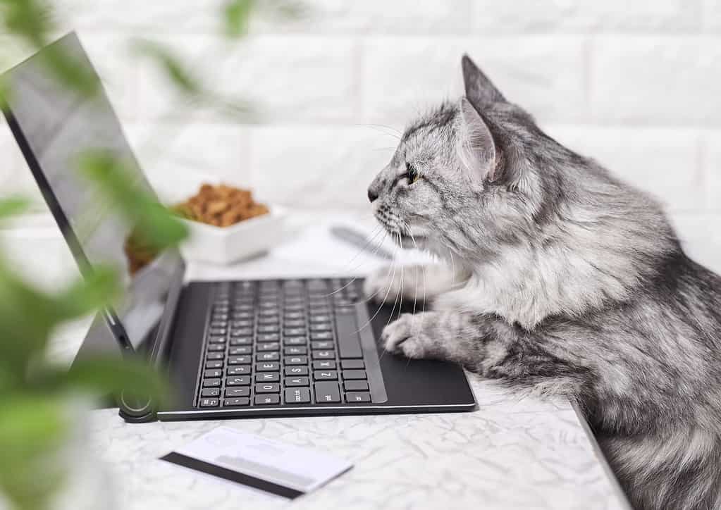 A gray cat works on a laptop, looks at the monitor.