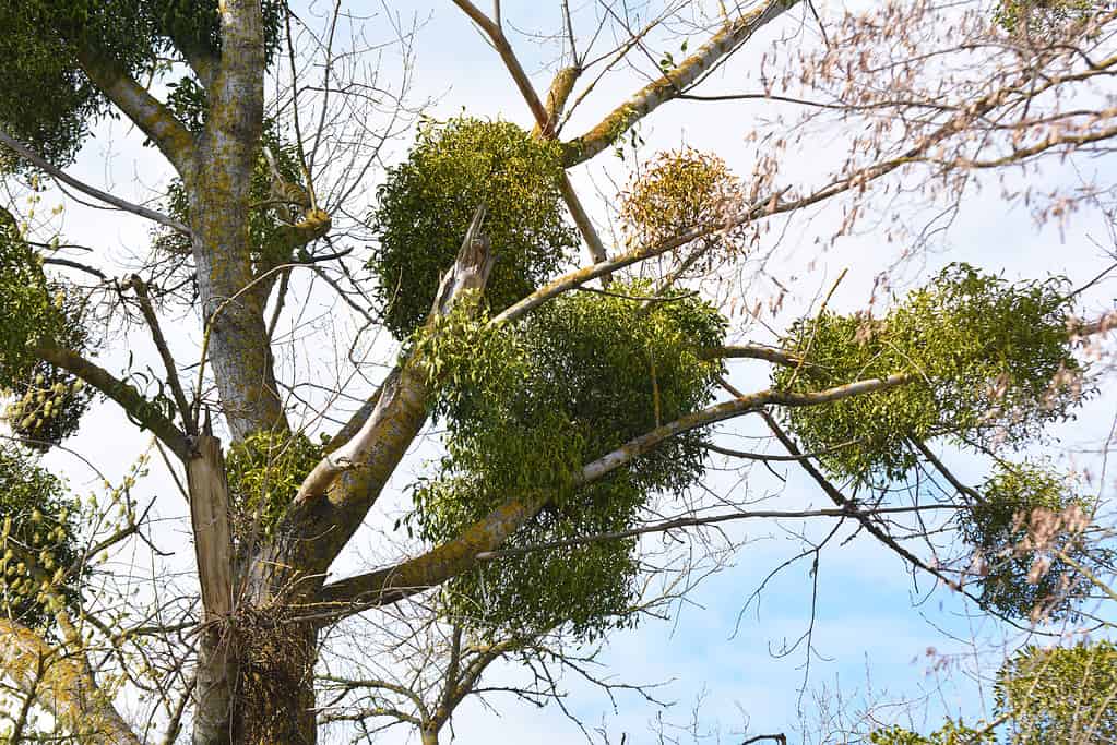 European mistletoe (Viscum album), an obligate parasitic plant. 