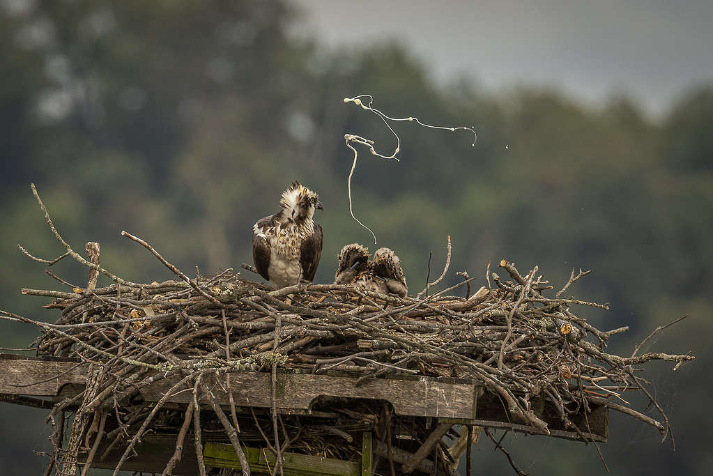 An Osprey Chick Keeps Their Nest Clean