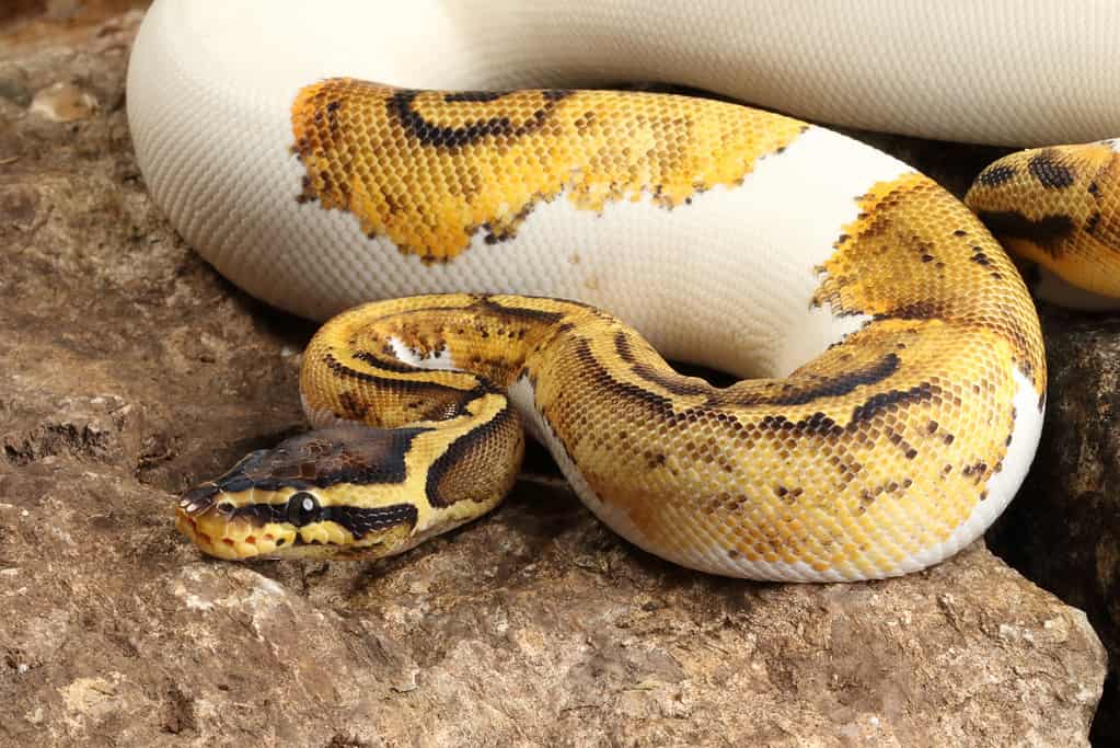 Piebald Ball Python (Python Regius)