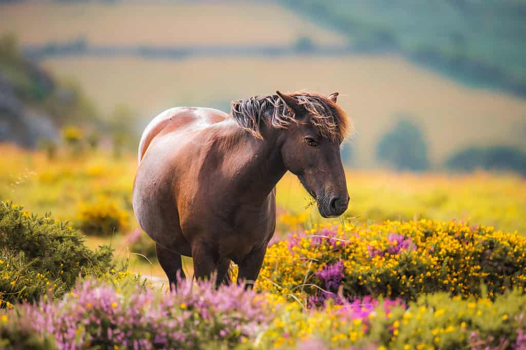 Dartmoor pony amongst the heather and gorse