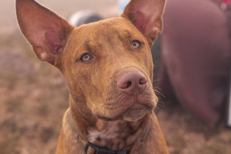 Horizontal shot of a cute brown Pharaoh Hound