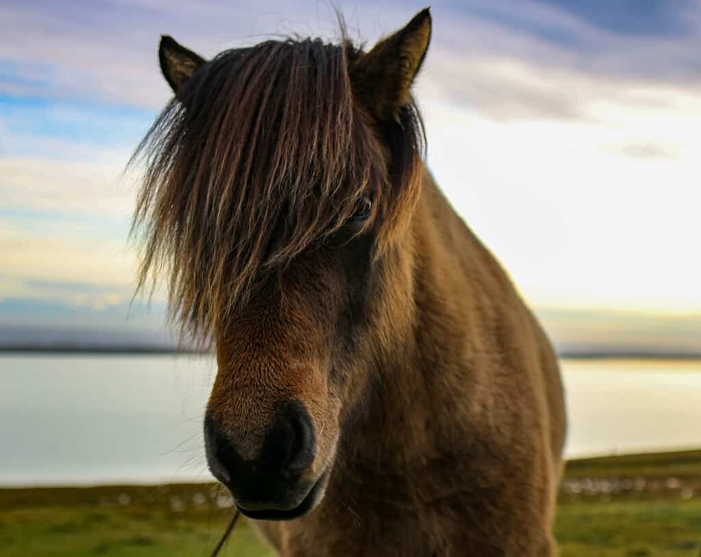 Closeup of a Faroe pony, Equus caballus in the nature