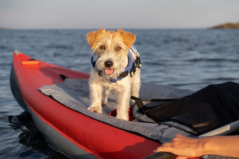Russell Terrier