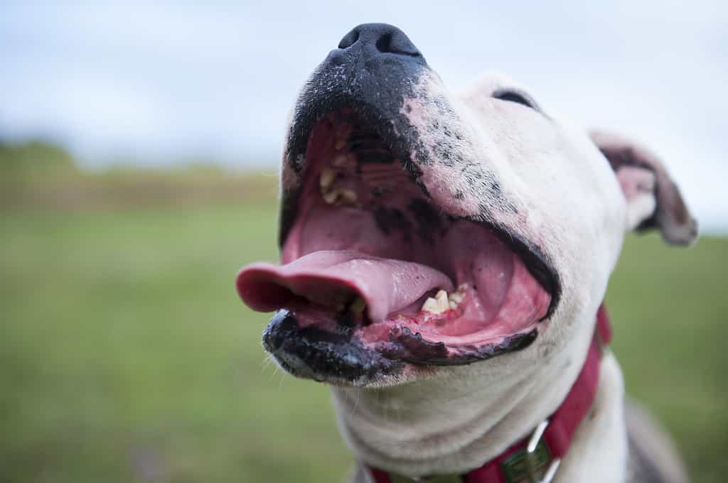 Closeup shot of the open mouth of a bull and terrier under the sunlight with a blurry background