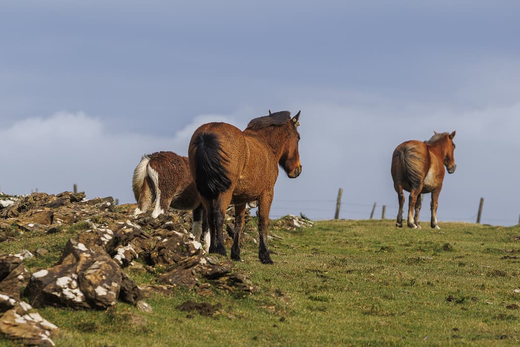 Brown wild horses grazing in the mountains of A Capelada