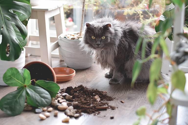 Guilty cat sitting beside broken plant pot