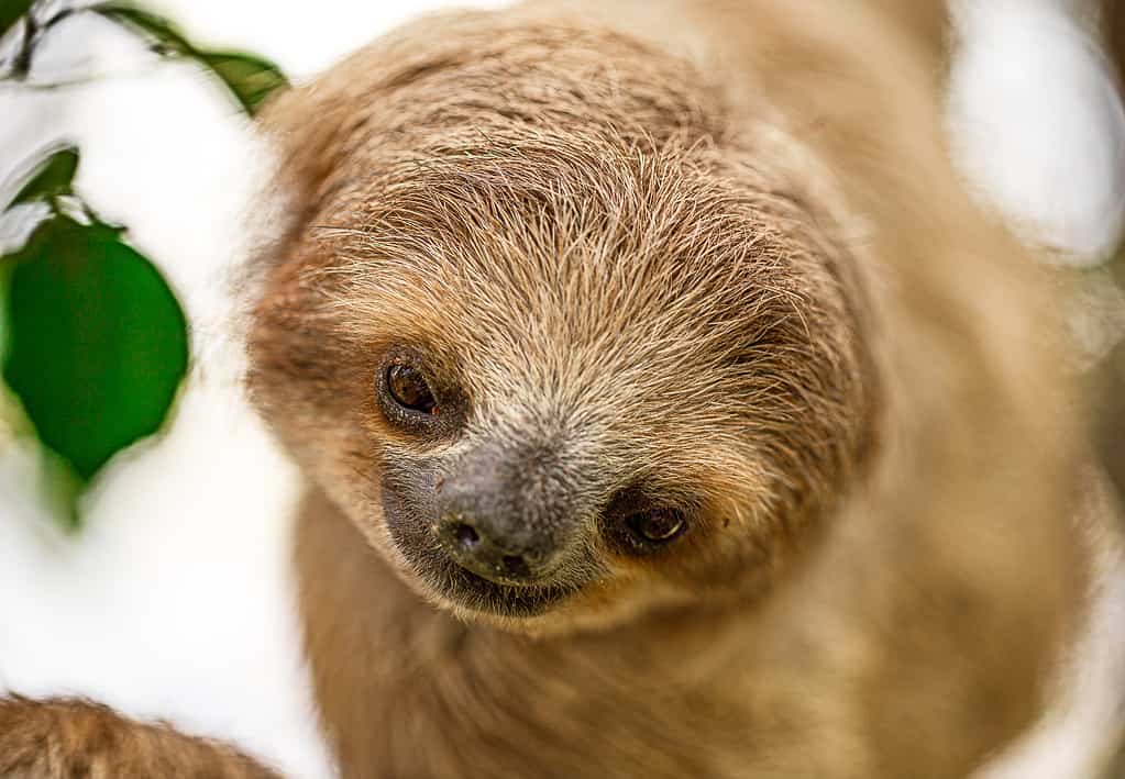 Shot of pygmy three-toed sloth