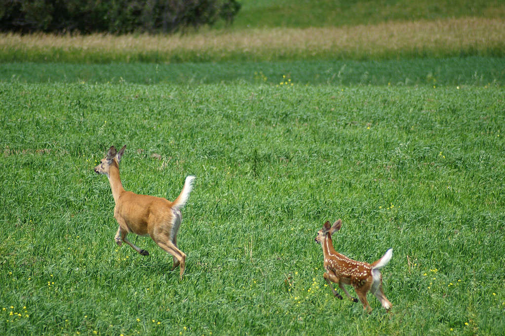 Deer and fawn running in a green field