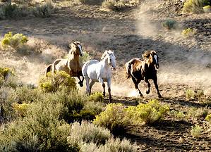 Wild Horses in Nevada: Population and Where to See Them Picture