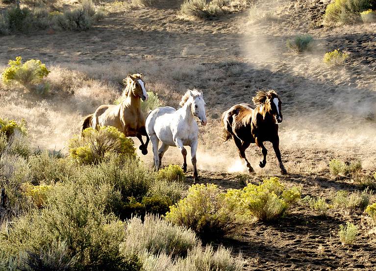 Three horses running
