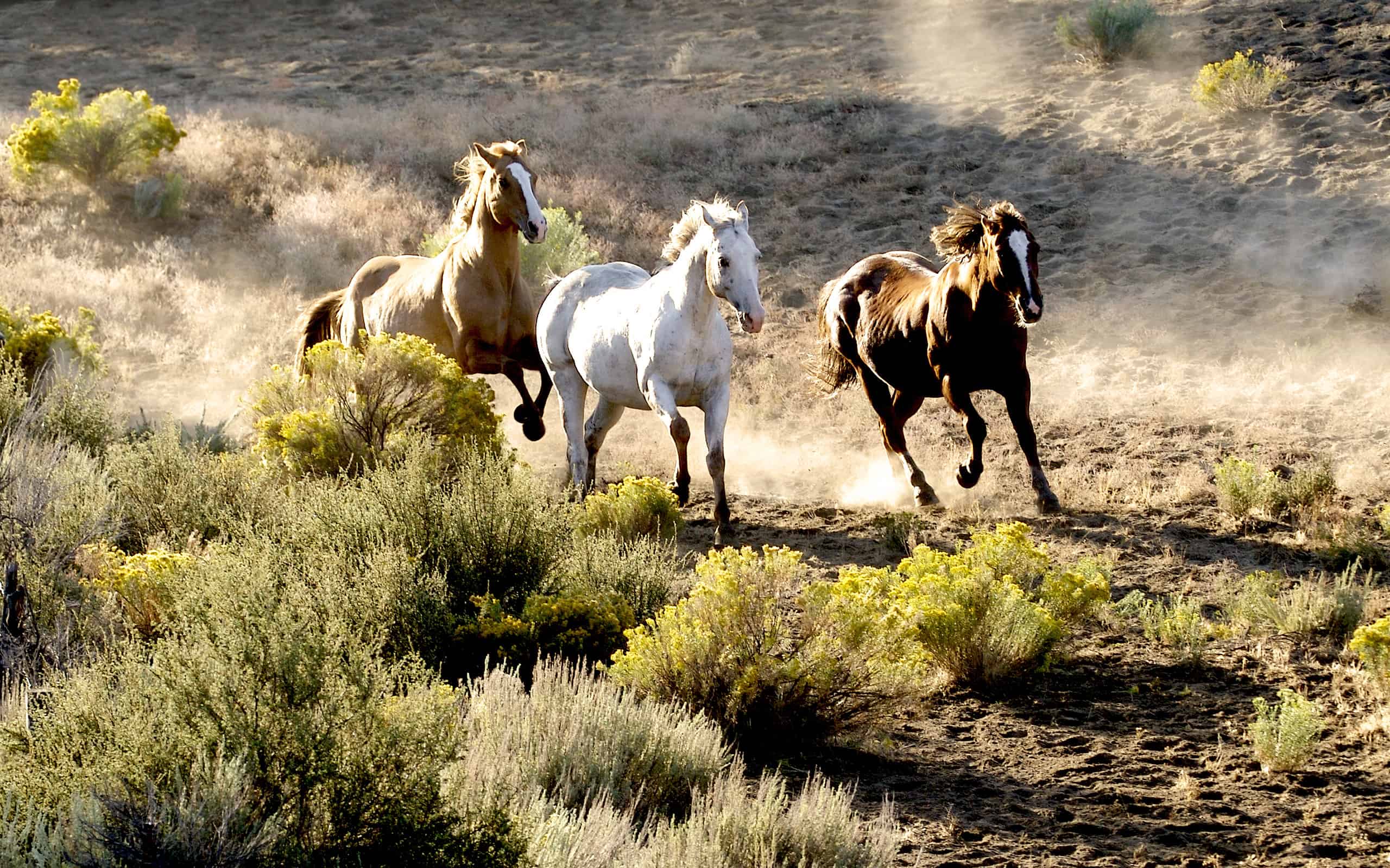 Three horses running