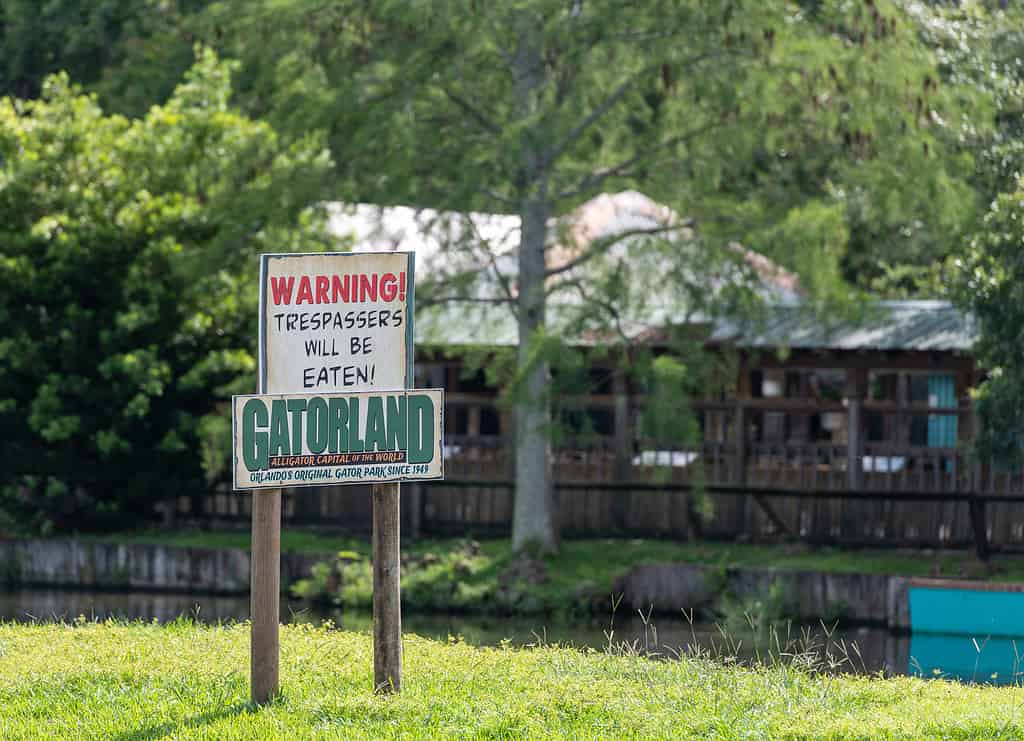 Gatorland in Orlando, Florida, owns 2 leucistic and 3 albino alligators.