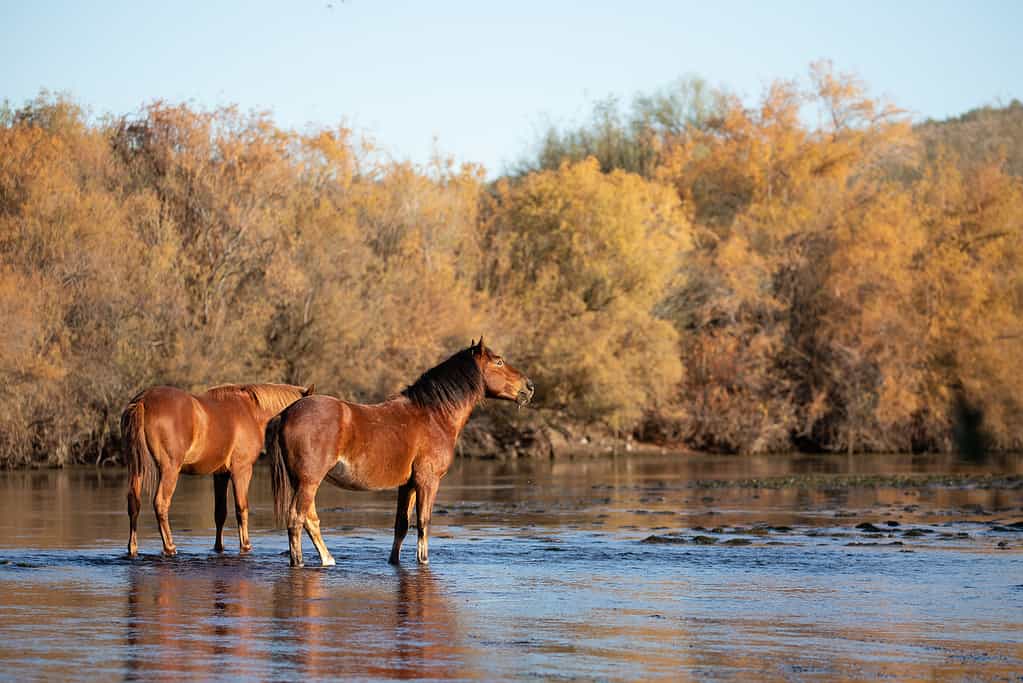 Bay chestnut and Dun wild horse stallions in Salt River in the early morning in the american southwest of Arizona United States - male horse names