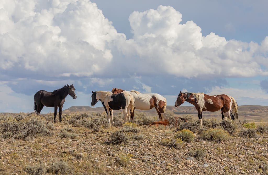 Wild Horses in Autumn in Wyoming