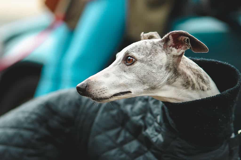 Closeup of a cute whippet dog with a vest jacket outdoors with a blurry background