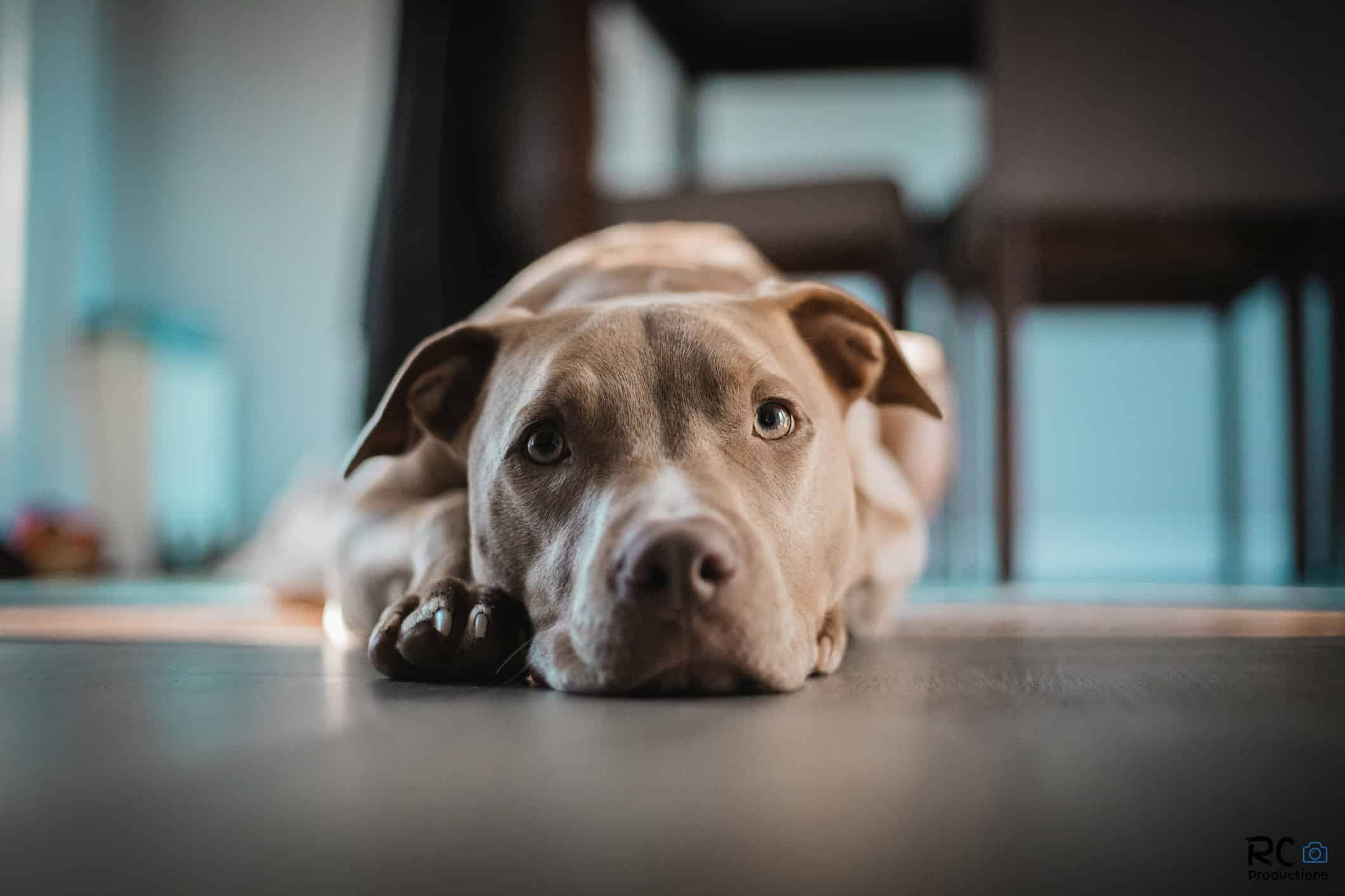 Closeup of the American Pit Bull Terrier lying on the floor.