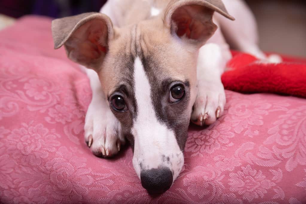 human portrait of a whippet puppy