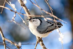 14 Birds That Spend Their Winters in Delaware Picture