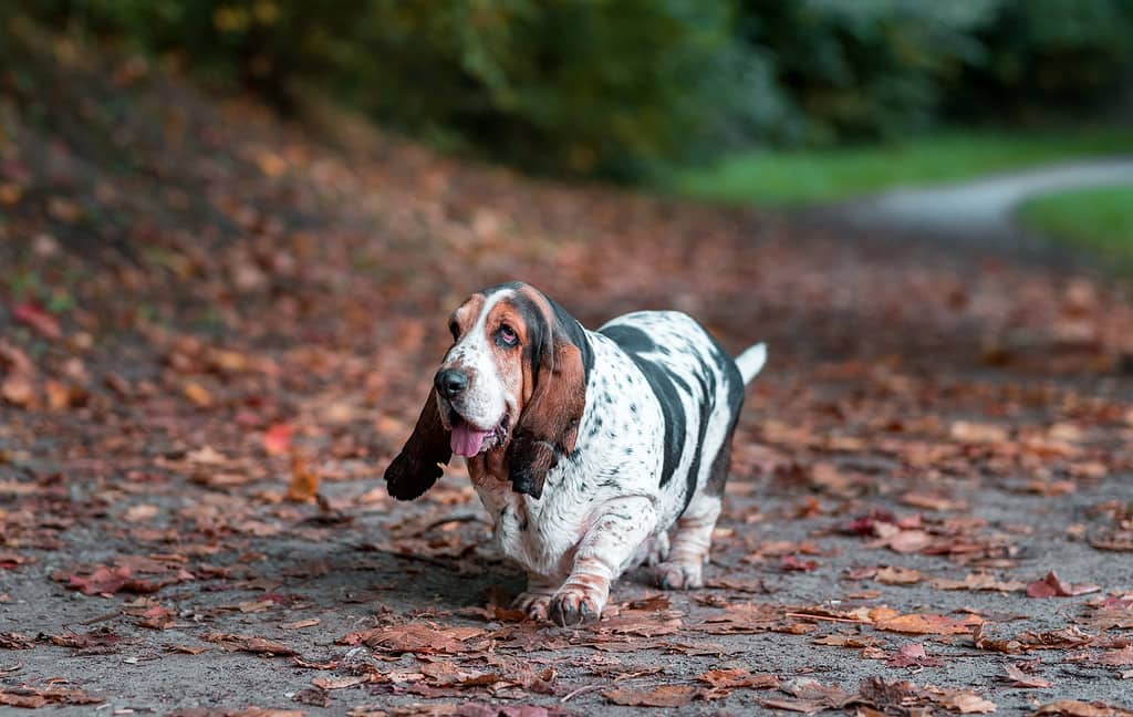 Basset Hound Dog Walks on the Autumn Leaves. Portrait