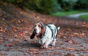 How Smart Are Basset Hounds? Everything We Know About Their Intelligence photo
