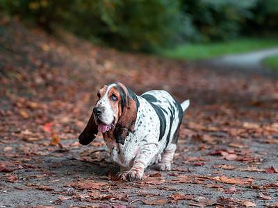 A How Smart Are Basset Hounds? Everything We Know About Their Intelligence