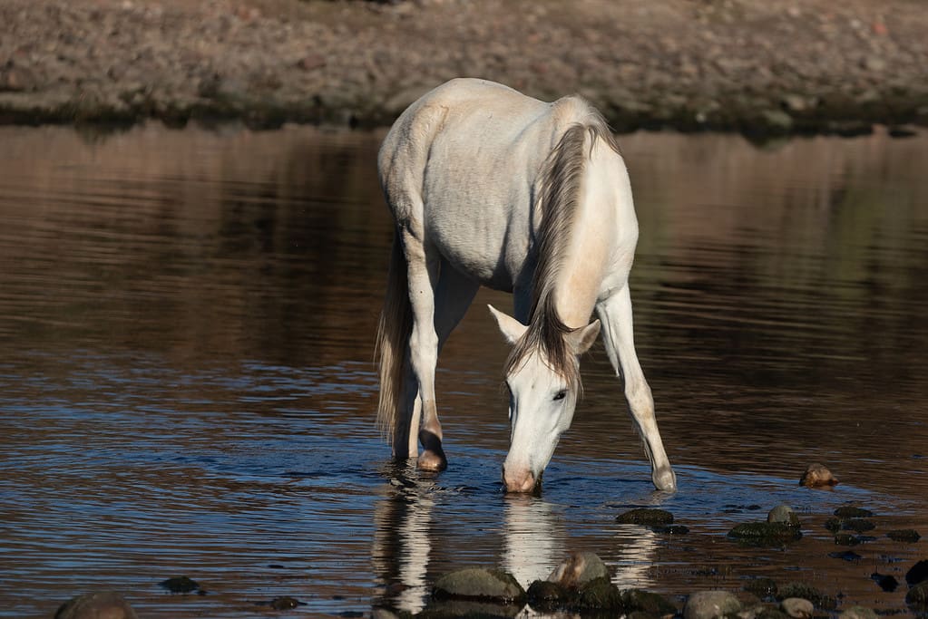 Lone pale white mare wild horse reflecting in the Salt River near Mesa Arizona United States