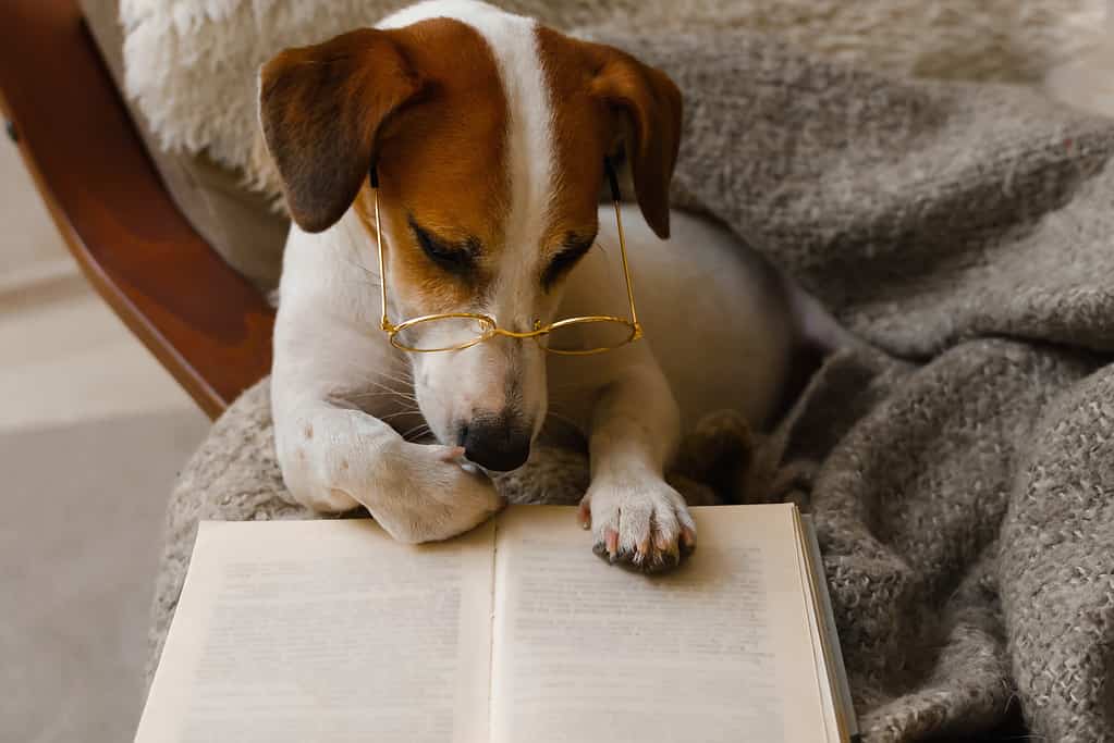 Smart dog in glasses, sits with a book in a chair.