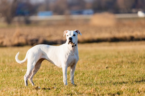 young dogo argentino in the field with beauty sun