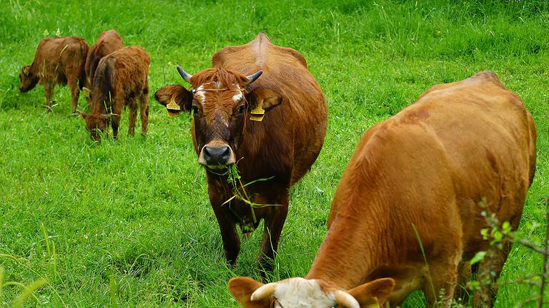 Turkish Cow
