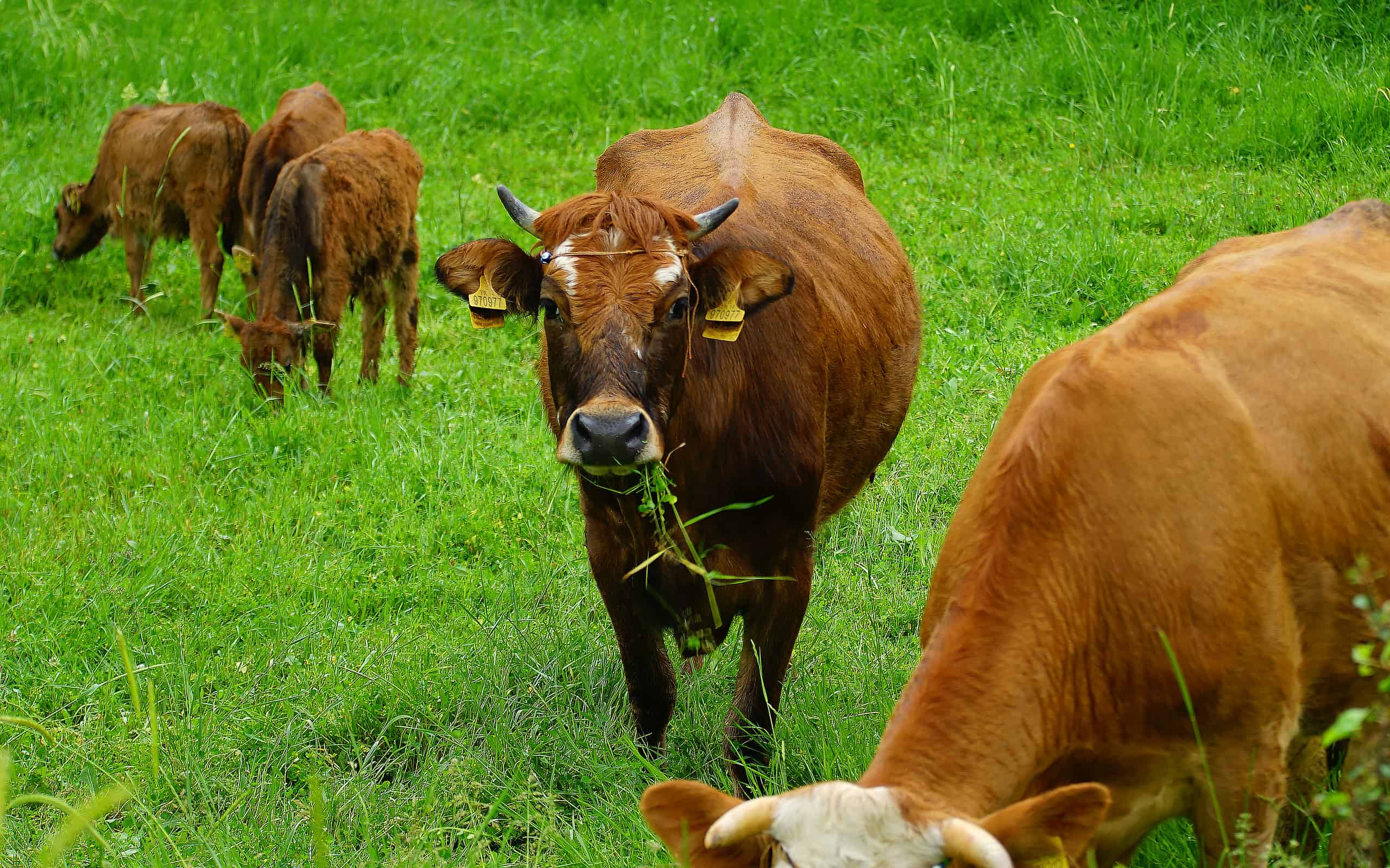 How Much Does It Cost To Care For A Cow In 2024 What To Expect Each   GettyImages 1464748380 