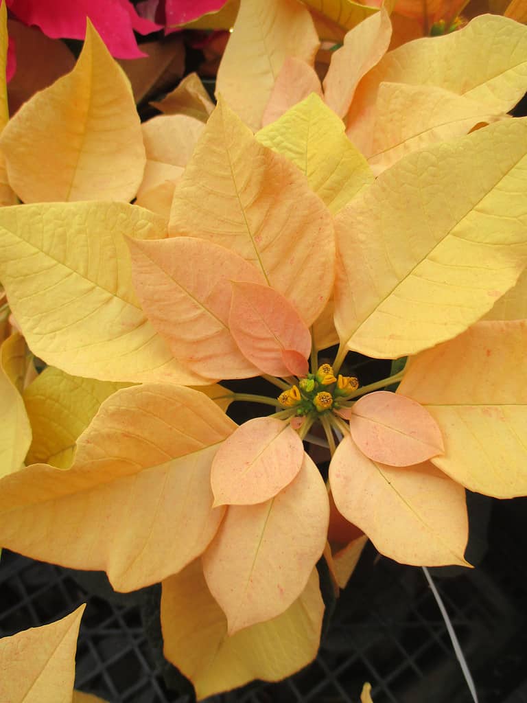 Bright yellow poinsettia leaves that decorate the autumn flower bed