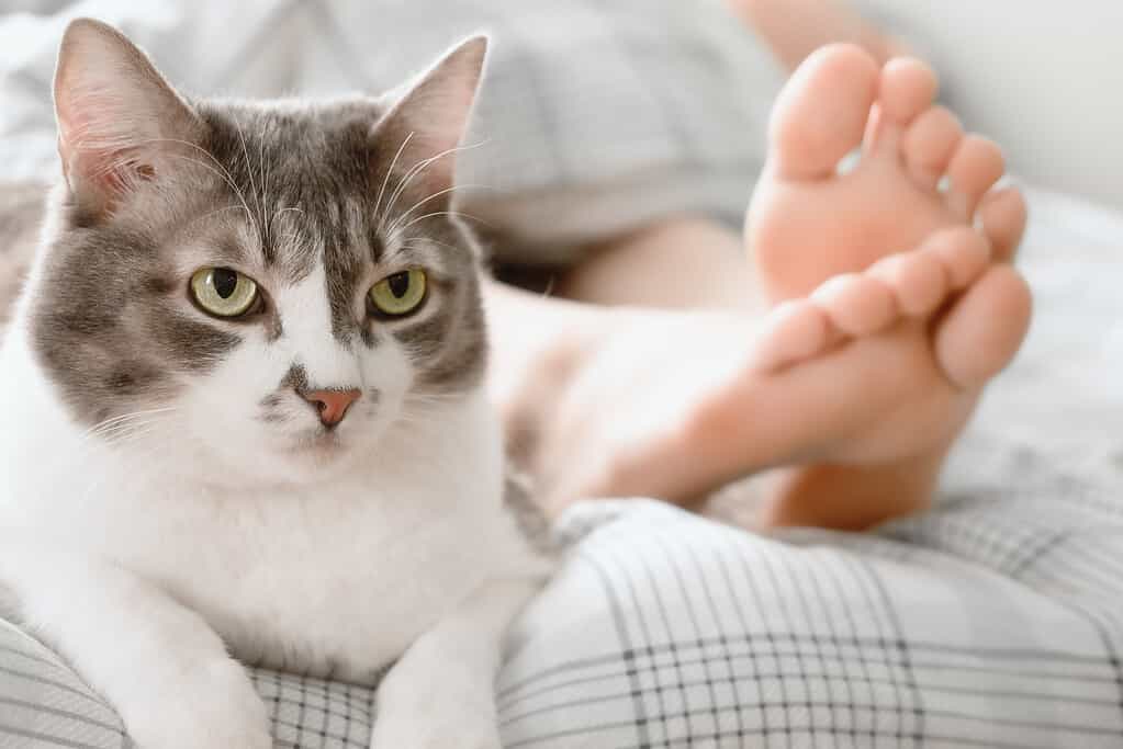 Beautiful gray cat lies at feet of hostess on bed. Care and grooming of pet. Cozy atmosphere. Lifestyle Photography.