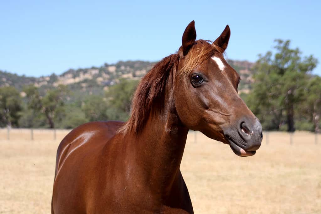 Beautiful Head of an Australian Riding Pony